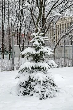 Snow-covered spruce Stock Photos