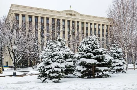 Snow-covered spruce Stock Photos