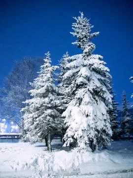 Snow-covered spruce Stock Photos