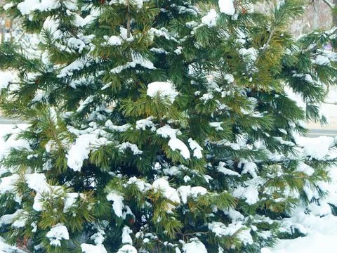 Snow covered spruce Stock Photos