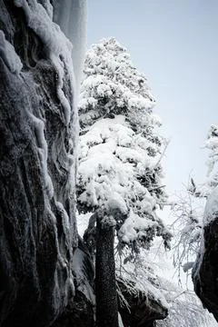 Snow-covered spruce Stock Photos