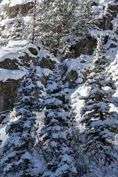 Snow Covered Spruce Stock Photos