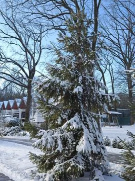 Snow-covered spruce Stock Photos