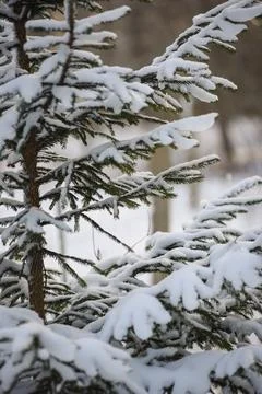 Snow-covered spruce tree branches in a quiet winter forest. Stock Photos