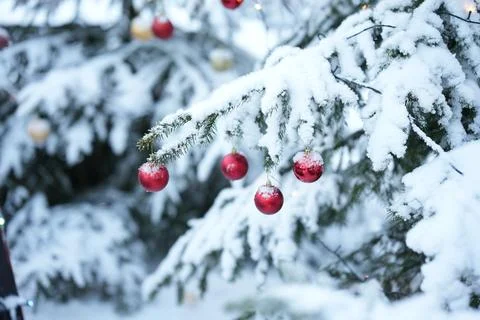 Snow-covered spruce tree decorated with red Christmas balls. Stock Photos