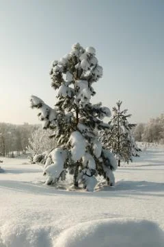 Snow covered spruce tree in deep snow Stock Photos