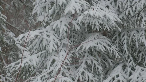 A snow-covered spruce tree in the forest during the strong snow-fall Stock Footage 153620905