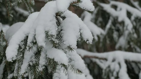 A snow-covered spruce tree in the forest during the strong snow-fall Stock Footage 153620977