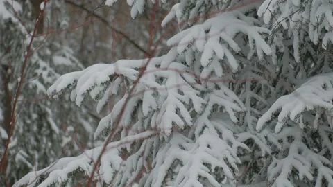 A snow-covered spruce tree in the forest during the strong snow-fall Stock Footage 153621031
