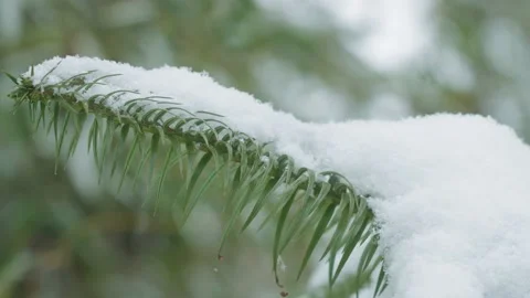 Snow covered spruce tree in snowfall Stock Footage 172466279