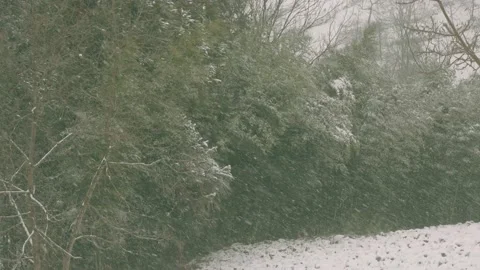 Snow covered spruce tree in snowfall Stock Footage 172527198