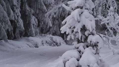 A snow-covered spruce tree standing along the road in winter Stock Footage 317847885