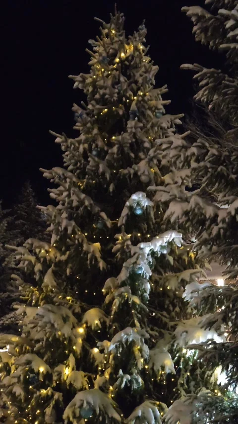 Snow-covered spruce tree in winter evening Vídeo Stock 325674851
