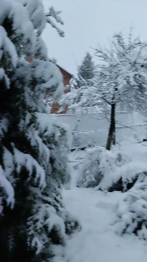 Snow-covered spruce tree in winter park Stock-Footage 347537335