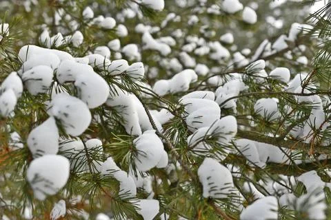 Snow-covered spruce trees Stock Photos