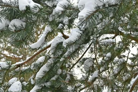 Snow-covered spruce trees Stock Photos
