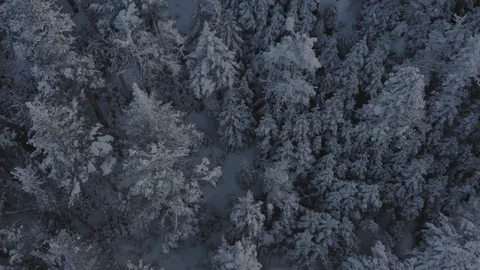 Snow covered spruce trees on the side of a mountain AERIAL TILT UP 스톡 동영상 122690732