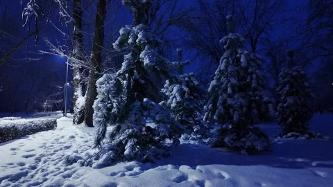 Snow Covered Spruce Trees In Winter Park At Night 動画素材 329231420