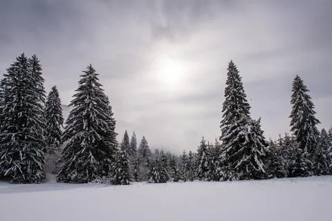 Snow covered spruce trees in winter. Foggy background. Stock Photos