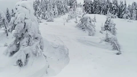 Snow-covered spruces in the deep snow. Video stock 219944171