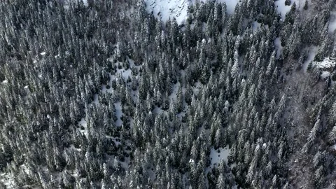 Snow-covered spruces in a mountain forest in winter in Kolashin, Montenegro Stock Footage 152333434