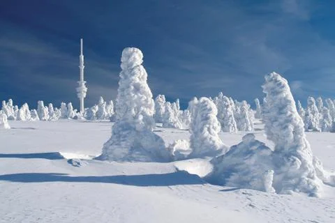 Snow Covered Spruces  库存照片