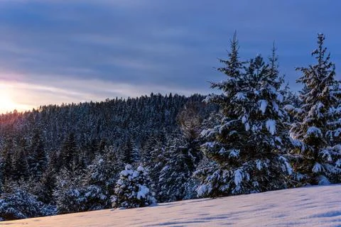 Snow covered spruces Stock-Fotos