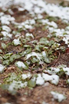 Snow-covered strawberry patch affected by unexpected spring weather Stock Photos