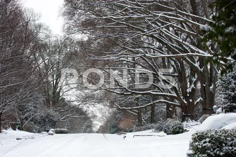 Snow covered street and treeline Stock Photos
