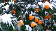 The Snow-Covered Tangerines Stock Footage