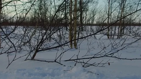 The snow-covered tangerines Slow motion Stock Footage 73510115