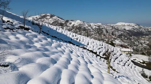 Snow Covered Tea Gardens 動画素材 337538000