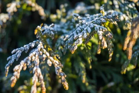 Snow-covered thuja branches. Falling snow, landscape,macro photography.wallpaper Stock Photos