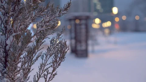 Snow covered thuja. Winter evening in city park Stock Footage 123363979