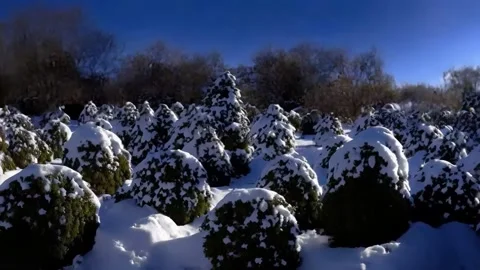 Snow-covered thuyas and falling snow. A short video of beautiful white snow. Vídeos de archivo 255897614