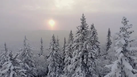 Snow-covered tops of pine trees shot by drone Stock Footage 146880139
