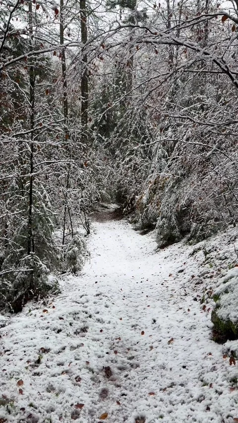 Snow covered track running through a forest in Switzerland winter, vertical Stockbeeldmateriaal 334723216
