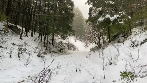 Snow Covered Trail at Entrance of Python Valley Near Tiffin Top in Nainital Видео 346193998
