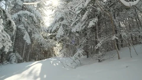 Snow covered trail in the forest after a blizzard Stock Footage 265900035