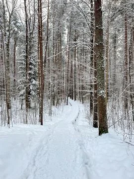 Snow-covered trail in pine forest during winter Stock Photos