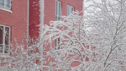 Snow-covered tree and redbrick wall of the building Stock Footage 169662724