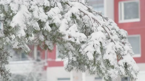 Snow-covered tree and redbrick wall of the building Stock Footage 169663283