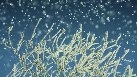 Snow covered tree and snowfall Stock Footage 165493041