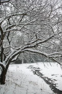 Snow covered tree arching over a small stream. Stock Photos