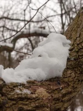 Snow covered tree bark close up outside forest winter texture Stock Photos