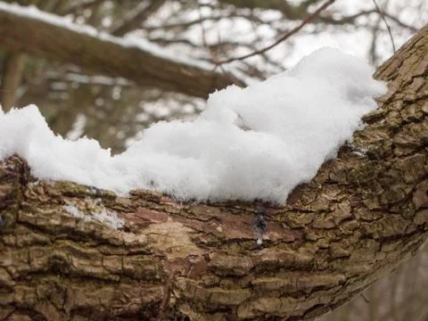 Snow covered tree bark close up outside forest winter texture Stock Photos