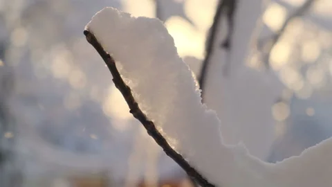 Snow-covered tree branch against the backdrop of a gentle sunset and snowfall Stock Footage 124334419
