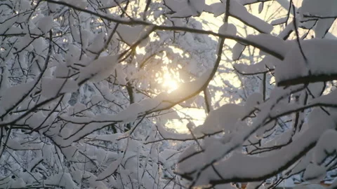 Snow-covered tree branch against the backdrop of a gentle sunset and snowfall 動画素材 124604353