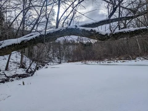 Snow Covered Tree Branch Arching Over Frozen Water in Dense Winter Creek Stock Photos