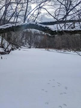 Snow Covered Tree Branch Arching Over Frozen Water in Dense Winter Creek Foto stock